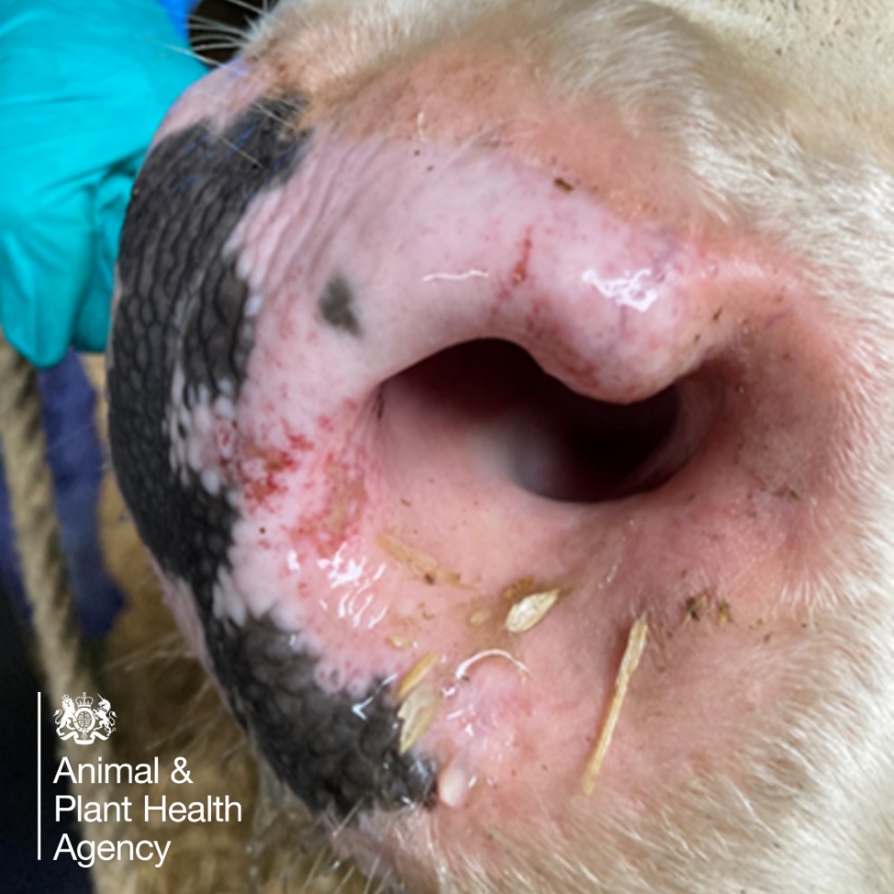 Cow with ulceration of the nostrils